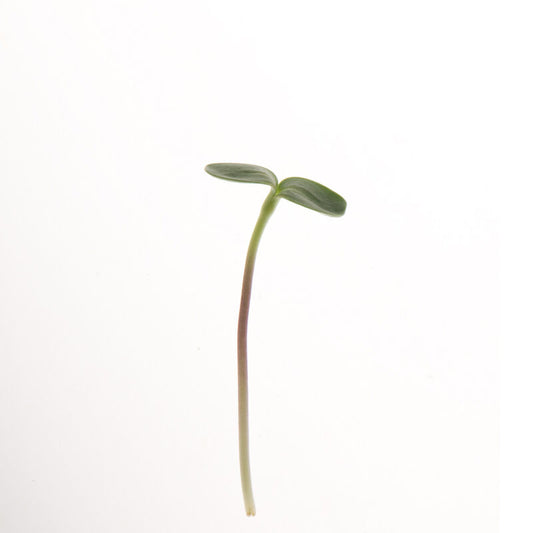 Black Oil Sunflower Microgreens