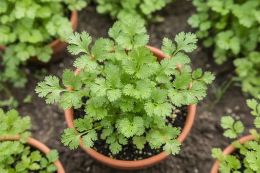small cilantro